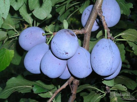 Szilva (0,5 kg)