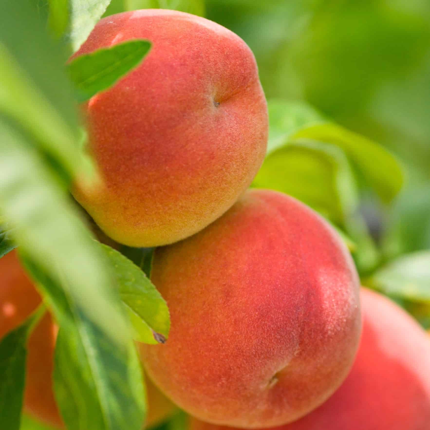 Őszibarack (1 kg)