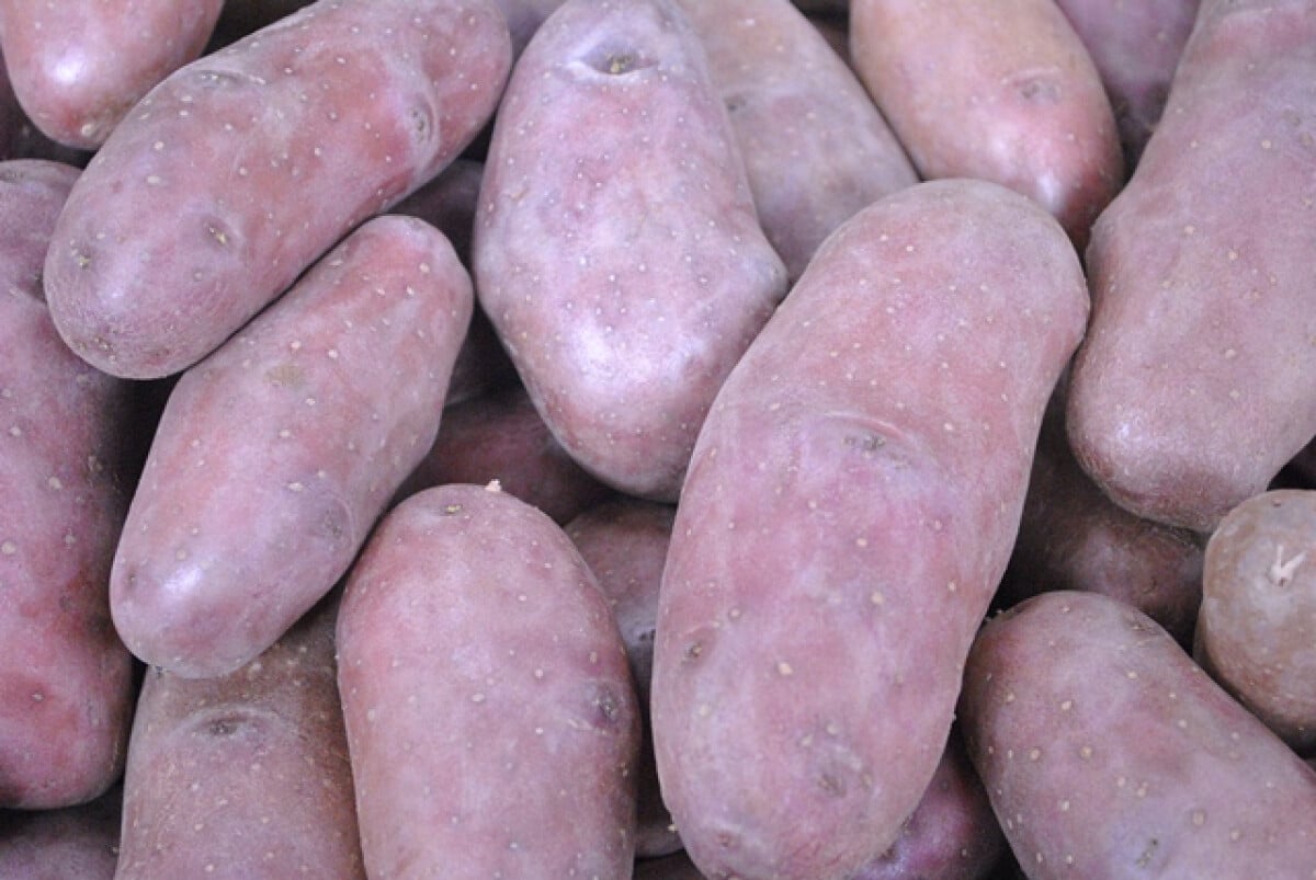 Kifliburgonya (1 kg)
